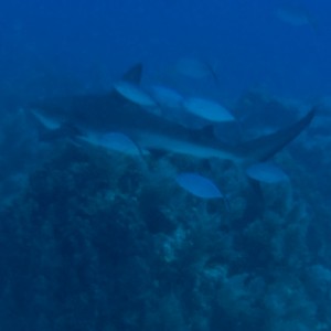 Reef shark 1 309