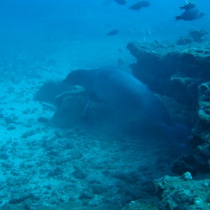 Monk Seal