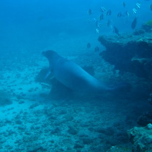 Monk Seal