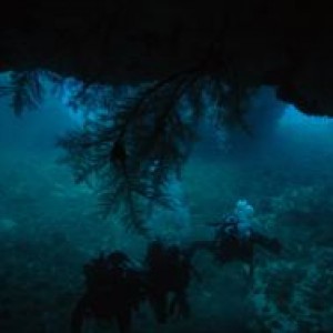 Black coral on Lanai