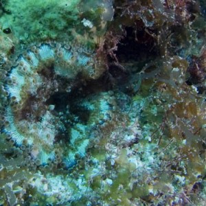 corallimorph