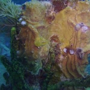 Christmas Tree Worms