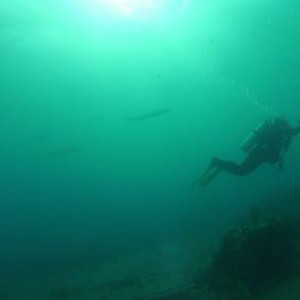 Cuca's on BenWood Wreck