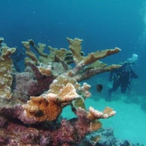 Elkhorn Coral on French Reef - Key Largo FL