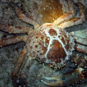 Crab