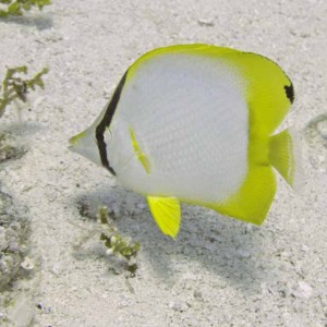 Spotfin Butterflyfish - Paradise - 02-27-09