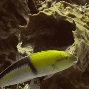 Yellow-headed Wrasse - Villablanca Reef - 03-03-09
