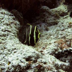 French Angelfish juvi - Villablanca Reef - 03-03-09