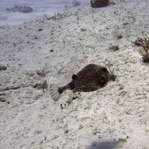 Smooth Trunkfish - Villablanca Reef - 03-03-09