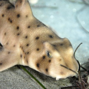 Horn Shark