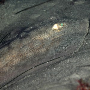 Round Stingray