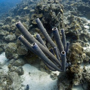 Stove pipe sponges