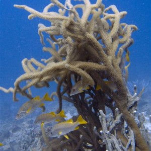 Soft coral with a number of schoolmasters