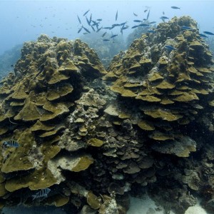 Still nive coral formations although a bit damaged by Omar