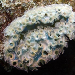 A nice Lettuce Sea Slug