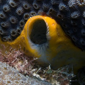 An excurrent opening of a sponge