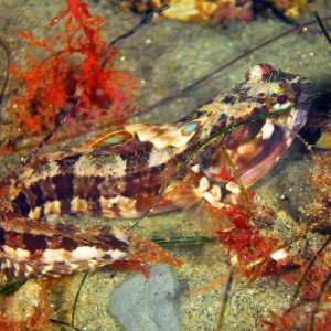 Sarcastic Fringehead