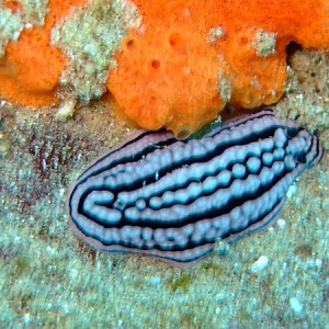 Phyllidiella zeylanica