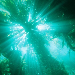 Sun_through_Kelp