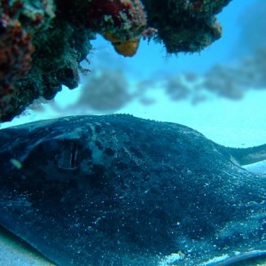 Blotched Fantail Ray