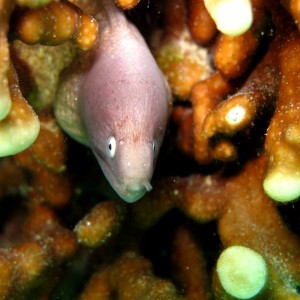 White-eyed moray