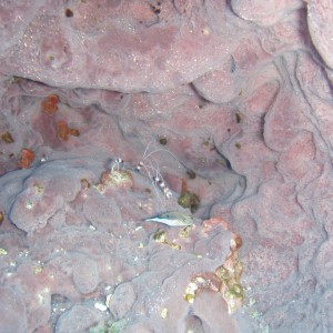 Banded Coral Shrimp