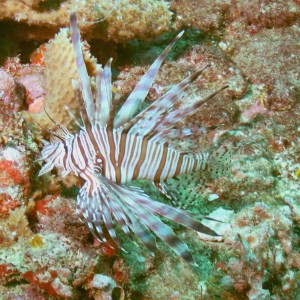 LionfishCloseup2