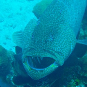 Tiger Grouper