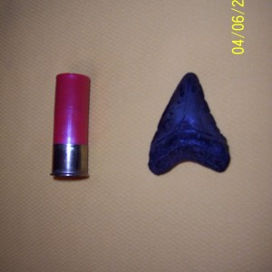 Megalodon_tooth1