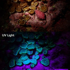 Biofluorescent coral
