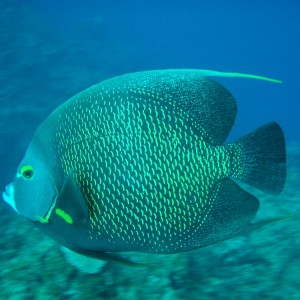 French Angel Fish