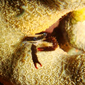 Coral-Crab