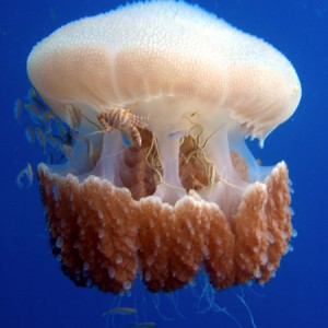 Barrel_Jellyfish