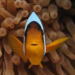 Bubble anemonefish