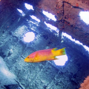 Spanish Hogfish, St. Martin