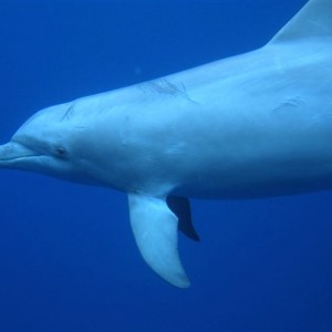 Dolphin_02-14-09_1_JPG_ver2