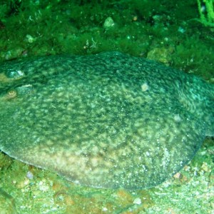 Torpedo Ray