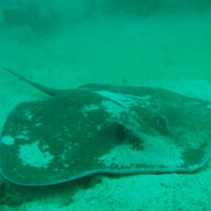 Pointed Nose Sting Ray