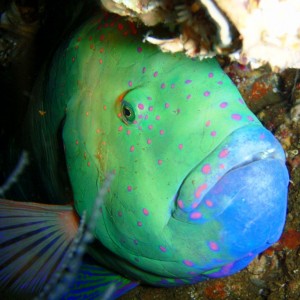 Parrotfish @ night