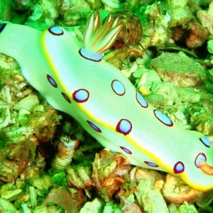 Nudibranch