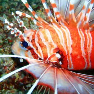 Young Lionfish close up