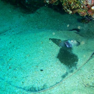 Pointed nose Stingray