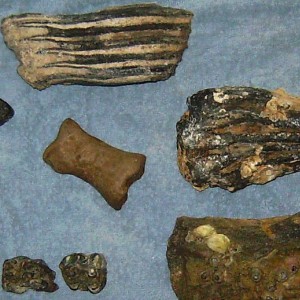 fossils S. Brohard