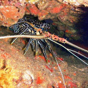 Omani Lobster
