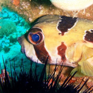 Pufferfish close-up
