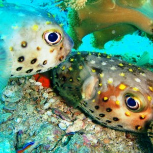 mating Pufferfish