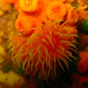 Cup coral