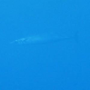 Barracuda