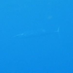 Barracuda