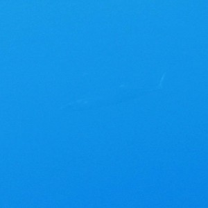 Barracuda
